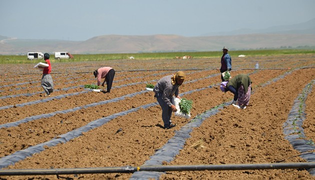 Karpuz fideleri toprakla buluştu