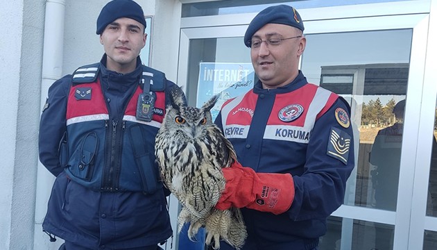 Yaralı puhu tedavi altına alındı