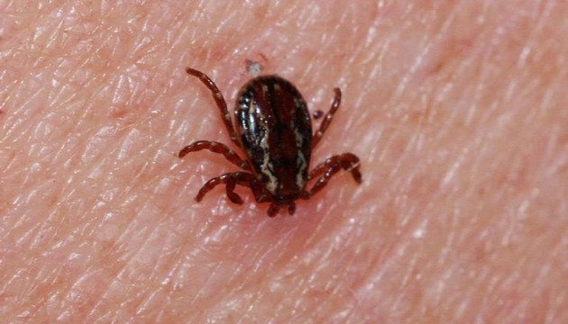 İstanbul'daki keneler için iç ferahlatan açıklama