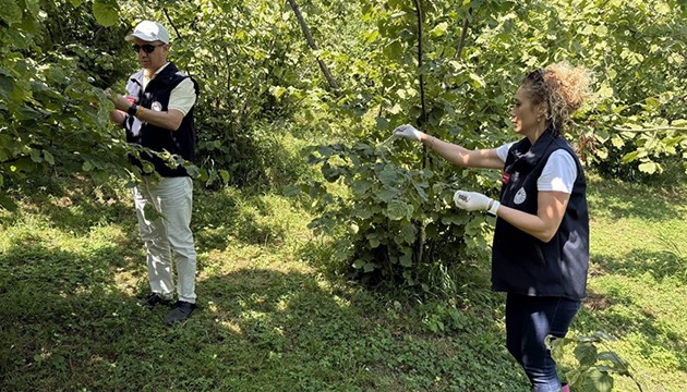 Kahverengi kokarcayla mücadele devam ediyor