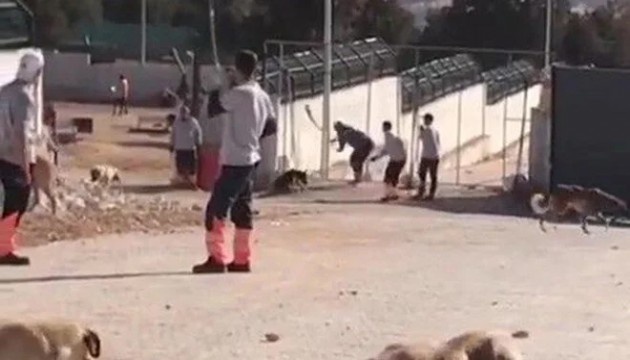Konya'daki köpek katliamında istenen cezalar belli oldu!