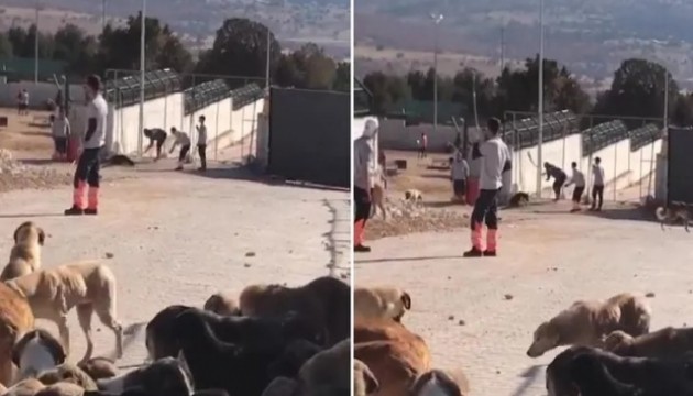 Konya'daki barınakta kürekle köpek öldüren şahıslar hakkında tahliye kararı