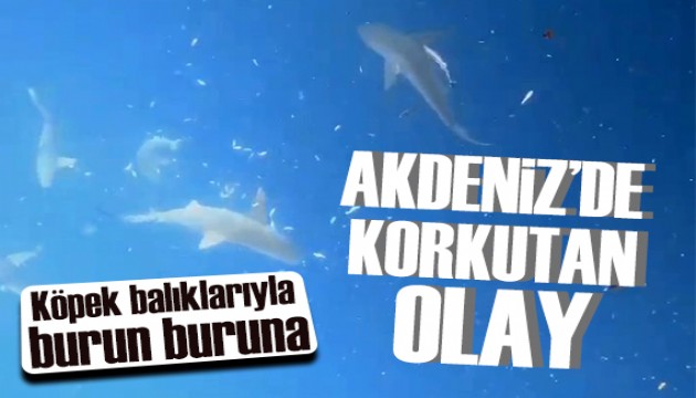 Akdeniz'de korkutan olay: Köpek balığı sürüsüyle burun buruna...