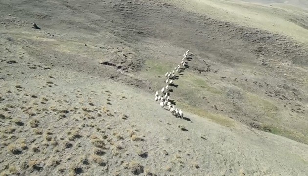 Kaybolan küçükbaş hayvanlar dronla bulundu