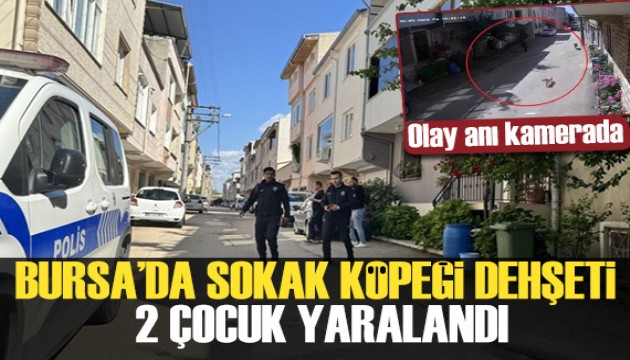 Bursa'da sokak köpeği dehşeti: 2 çocuk yaralı