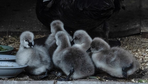 Kuğulu Park'ta 5 minik yavru dünyaya geldi