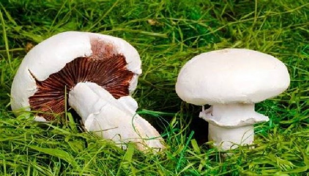 Laboratuvarda geliştirilen “mantar eti”, beyaz etin yerini alabilir