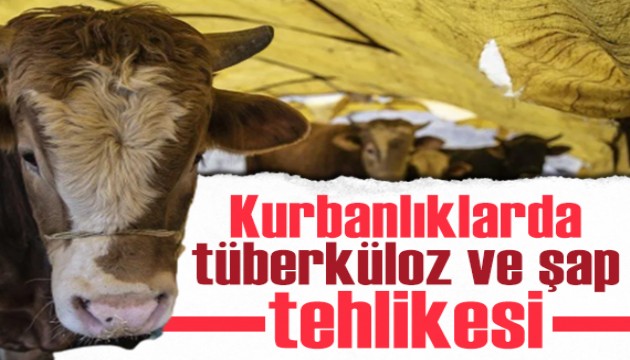 Kurbanlık seçerken dikkat! Tüberküloz ve şap hastalığı tehlikesi...