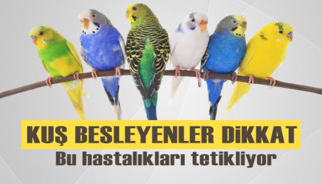 Kuş besleyenler dikkat... Bu hastalıkları tetikliyor!