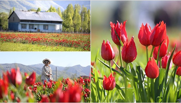 Tescilli laleler çiçek açtı