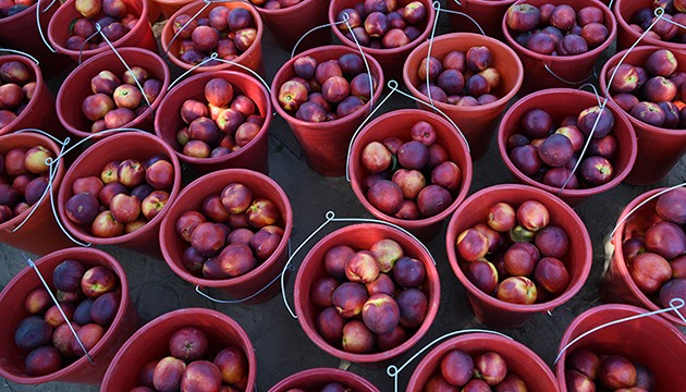 Lapseki şeftalisinde ihracat bekleniyor
