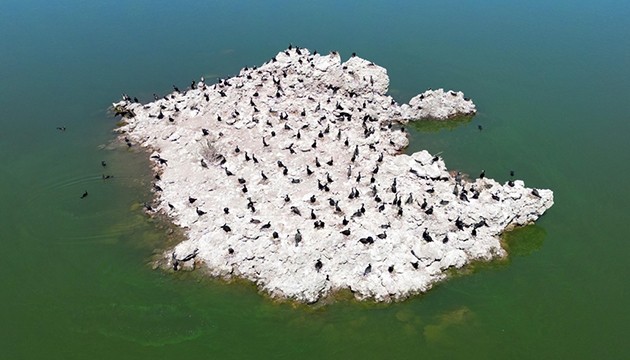 Lav kalıntıları kuşların yuvası oldu