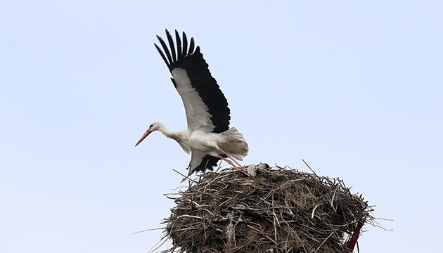 Leylekler Muş Ovası'na dönüyor