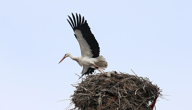 Leylekler Muş Ovası'na dönüyor