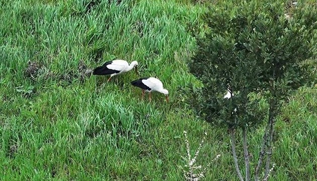 Leylekler millet bahçesinde mola verdi