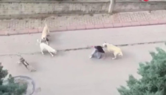 Ankara'da başıboş köpekler 13 yaşındaki çocuğa saldırdı