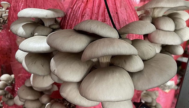 Bağışıklık için mantar önerisi