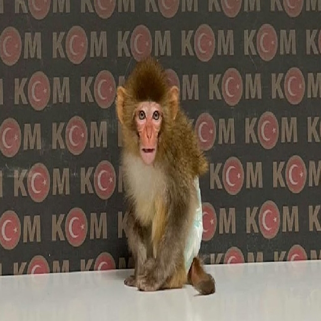 Ev baskınında Makak maymunu yakalandı