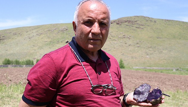 Mor patates üretimini 5'e katladı
