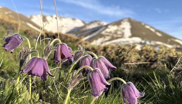 Ters laleler mor rengiyle büyüledi