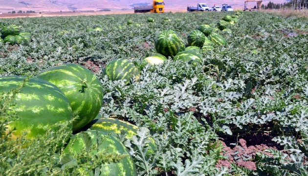 Diyarbakır'da bu yıl 150 bin tonu aşkın karpuz rekoltesi bekleniyor