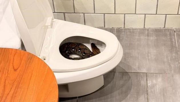 Evinin tuvaletinde piton buldu