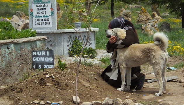 'Garip' isimli köpek, sahibinin mezarından ayrılmıyor