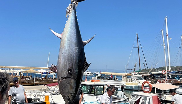 Bodrum'da 2,5 metrelik orkinos yakalandı