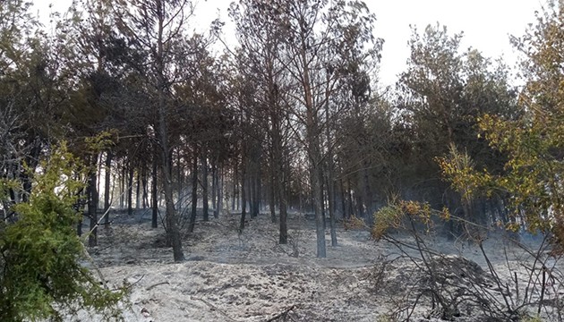 Tekirdağ'daki orman yangını söndürüldü