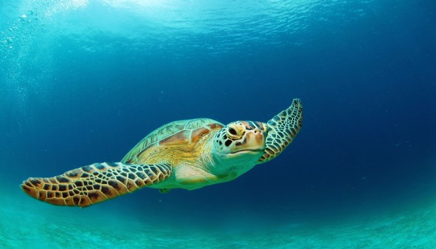 Panama'da deniz kaplumbağalarına yasal hakları teslim edildi