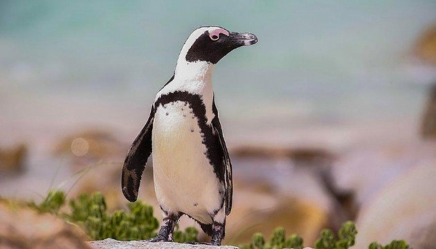 Güney Afrika'da penguenlere arı sürüsü saldırdı