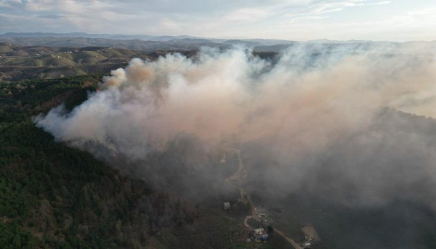 Sakarya'da ormanda yangını!