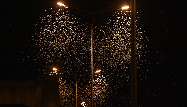 'Birgün' sineklerinden ölüm uçuşu