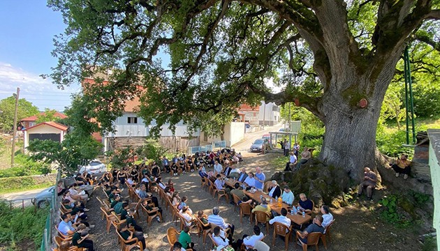 677 yaşındaki ağaç toplanma noktası