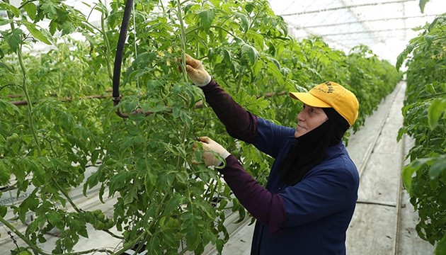 Erzincan'da serada yetişen domatesler ihraç ediliyor