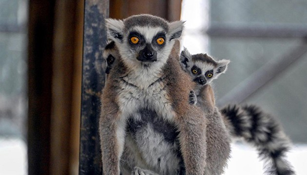 Tarsus'da hayvan popülasyonu arttı