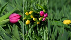 Suda yetişen lalelere yoğun ilgi