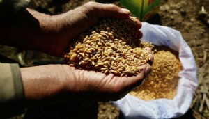 Ata tohumları tarımda öne çıkıyor