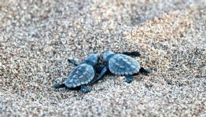 Binlerce caretta caretta yavrusu denizle buluştu