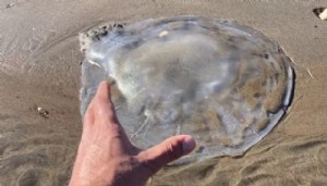 Zehirli denizanaları sahile vurdu