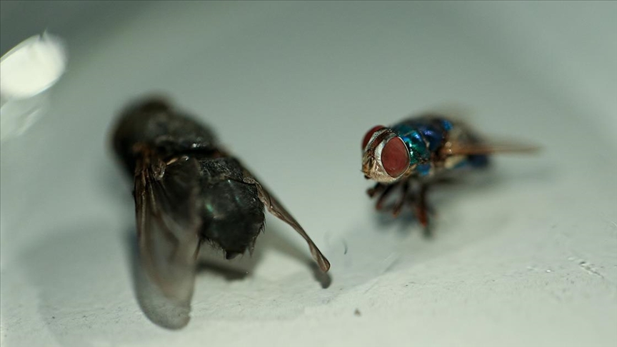 Türkiye’de böcekler cinayetleri aydınlatıyor