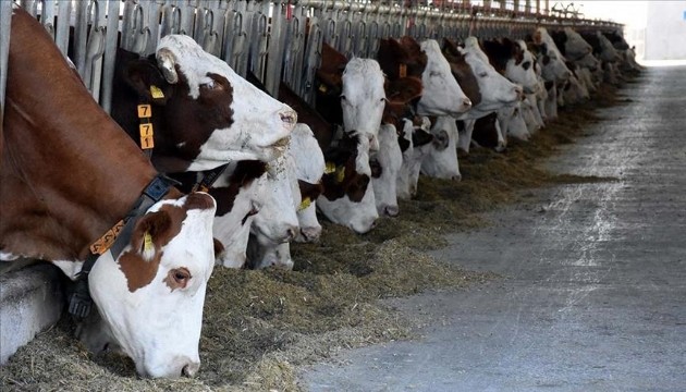 Deprem bölgesindeki yetiştiricilere hayvan dağıtımı yapıldı