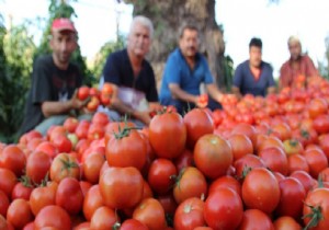 Rusya Türkiye'den domates ithalatını 2 kat artırıyor