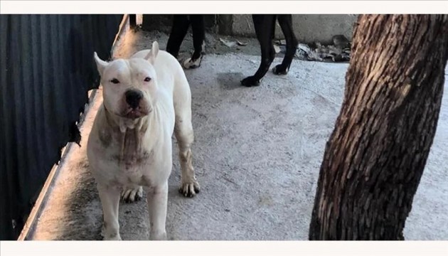 Pitbull cinsi köpeğin saldırısına uğrayan çocuk yaralandı!