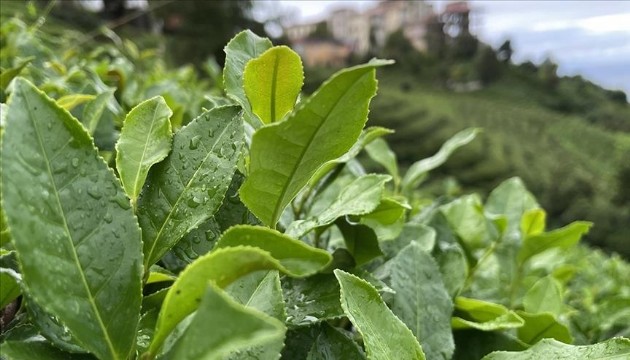 ÇAYKUR ekim ayı yaş çay bedellerini üreticilerin hesaplarına aktardı