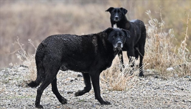 Ankara'da köpeklerin saldırdığı Tunahan'dan iyi haber!