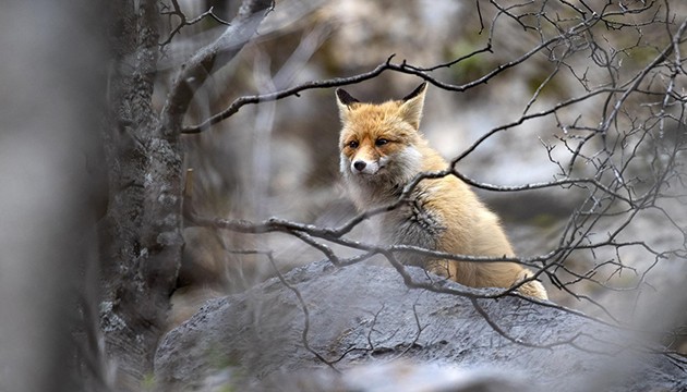 Yiyecek arayan tilkiler görüntülendi