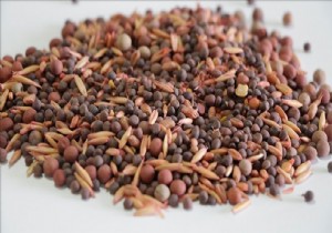 Türkiye tohumda büyük ivme yakaladı