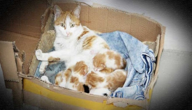 Hamile kedi diş kliniğine giderek doğum yaptı
