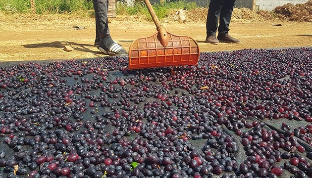 Tescilli üzümler kışa hazırlanıyor